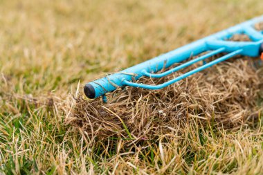 Kuru otların çimlerini kışın tırmıkla temizliyorum.