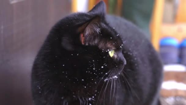 Chat noir effrayé en flocons de neige veut rentrer à la maison gros plan — Video