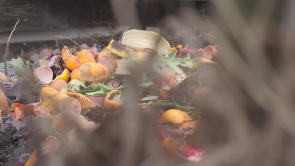 Sortowane marnotrawstwo żywności w stercie kompostu na prywatnej działce. Jazda po domowym organicznym humusie — Wideo stockowe