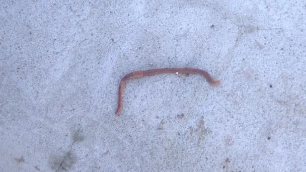 Earthworm σε τσιμέντο σέρνεται γκρο πλαν, κορυφαία άποψη — Αρχείο Βίντεο