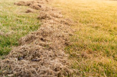 Kışın baharda kuru çimlerin çimlerini temizliyorum.