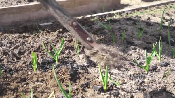 Plowing en trädgård med unga gröna vitlök groddar med en platt skärare — Stockvideo