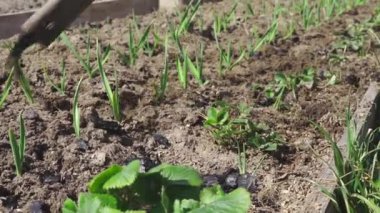 Çileklerin etrafını yeşil sarımsaklı bir bahçe yatağında düz bir keski ile süpürüyor.
