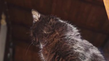 Kara kedi bölgesini inceler.