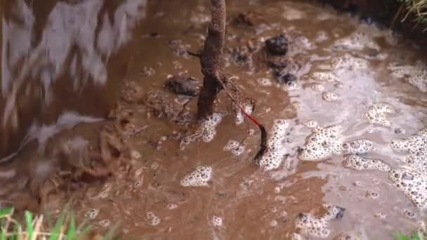 Regar uma árvore recém-plantada com água de um balde em câmara lenta — Vídeo de Stock