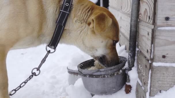 Luz doméstica colorido cão de guarda comendo de seu prato em câmera lenta — Vídeo de Stock