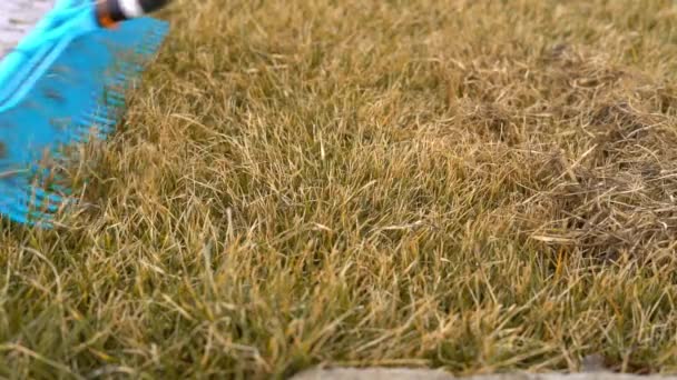 Restauración y cuidado de césped amarillento después del invierno. Extracción de hierba seca congelada con un rastrillo — Vídeos de Stock
