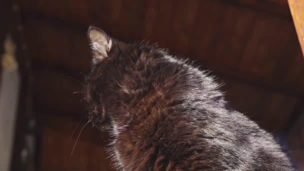 Gato preto examina seu território, vista inferior — Vídeo de Stock
