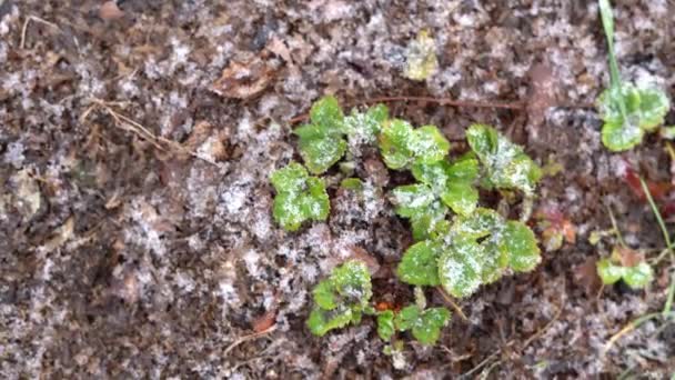 Snow falls on green leaves of strawberries growing in the garden in spring — Stock Video