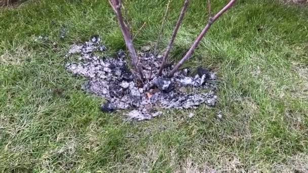 Fertilização do arbusto de groselha espinhosa com cinzas e carvão vegetal após o inverno — Vídeo de Stock