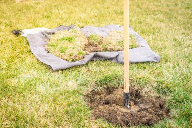 Yeşil çimlere genç bir ağaç dikmek için bir alan hazırlıyorum. Ağaç dikmek için çim kesimi.