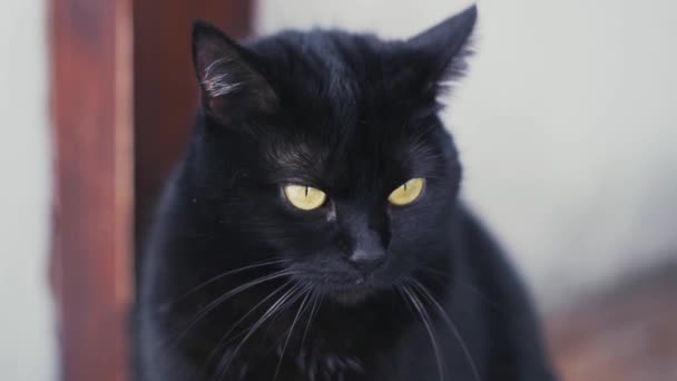 Un beau chat noir moelleux avec des yeux jaune vif regarde attentivement autour — Video