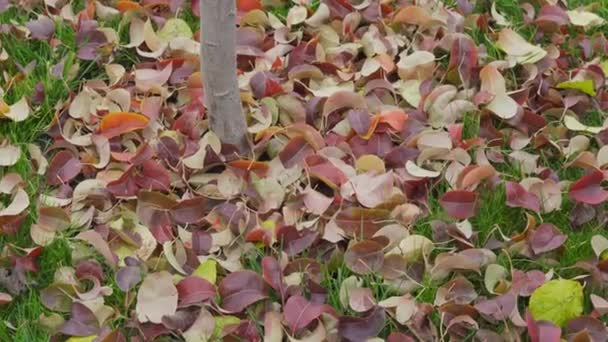 Ярко-желтые и красные листья падают под дерево осенью, первые холодные снимки и подготовка к зиме — стоковое видео