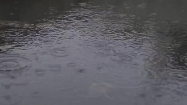 Regndroppar faller ner i en damm närbild. Vårregn — Stockvideo