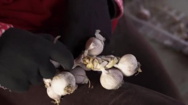 Raccolta di aglio intrecciato essiccato Primo piano per lo stoccaggio — Video Stock