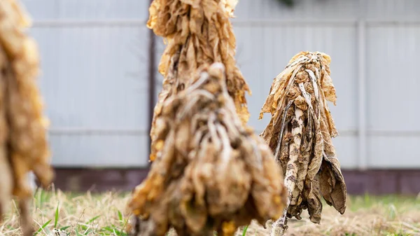 Spruitjes Gedroogd Een Stengel Een Moestuin Tussen Verwelkte Planten — Stockfoto