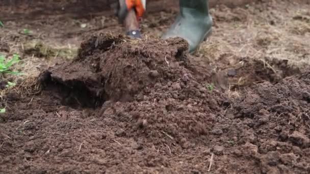 Nach dem Winter den Boden des Mulchbeetes umgraben, um sich auf die Pflanzung vorzubereiten — Stockvideo