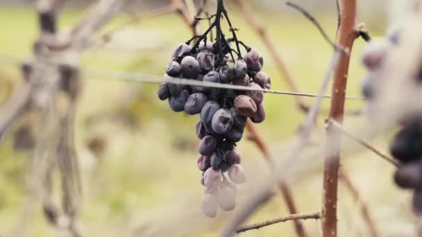 Un racimo de uvas oscuras marchitas colgando en el viñedo, primer plano — Vídeo de stock