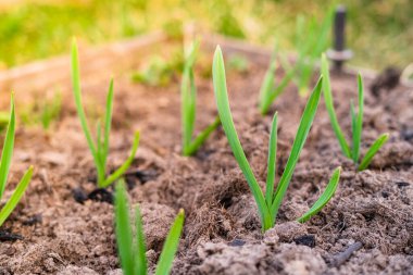 Yeşil sarımsak yetiştiren harika bir bahçe.