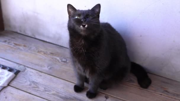 Gato bonito preto com olhos amarelos bocejos — Vídeo de Stock