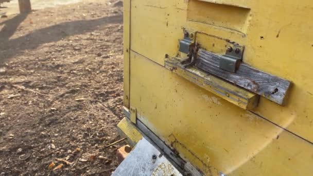 Bijen vliegen in het voorjaar in een gele houten bijenkorf — Stockvideo