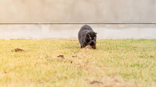 Schwarze Katze Wird Frühling Auf Dem Rasen Gespielt — Stockfoto