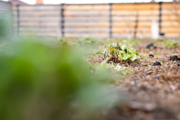 Jonge Lente Spruiten Van Aardbeien Tuin — Stockfoto