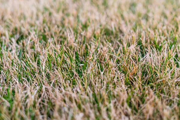 Kış sonrası yeşil çimenler. Bahar otu bakımı