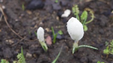 Kapalı çiçekli beyaz tarla yağmur damlaları yakın