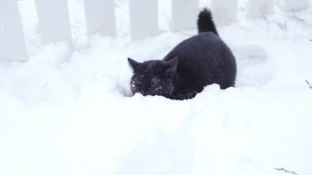 Chat noir dans une dérive de neige gros plan dans la neige — Video