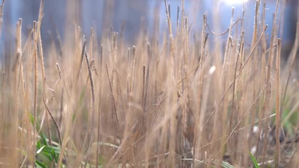 Paseando a través de la hierba seca en una cama de jardín de cerca — Vídeos de Stock
