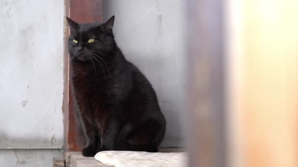 Kucing hitam gemuk yang indah duduk di depan pintu rumah close-up — Stok Video