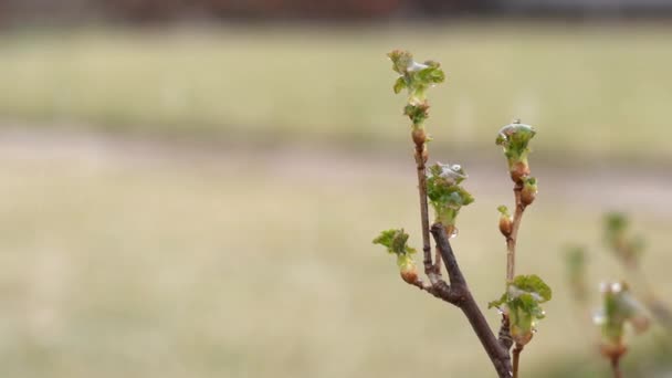 春雪中，山莓树的幼枝密闭在一起 — 图库视频影像