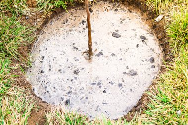 Taze ekilmiş bir ağacı kömürle gübrelemek.