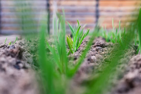 Belo Jardim Limpo Com Alho Verde Crescente — Fotografia de Stock