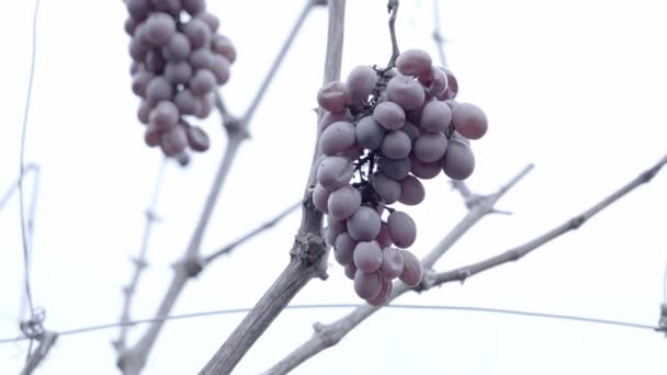 Um bando de uvas estragadas penduradas na vinha — Vídeo de Stock