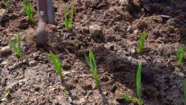 Χαλάρωση του εδάφους στο πράσινο κρεβάτι σκόρδο — Αρχείο Βίντεο