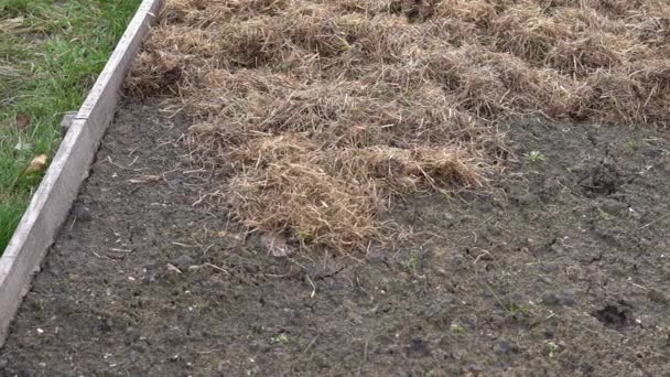 Mulching an empty garden bed with dry grass — Stock Video