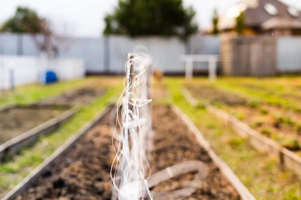 Using Trellis Net Home Garden Spring Planting — Stock Photo, Image