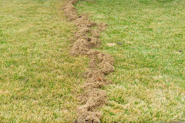 Gazonverzorging Het Voorjaar Winter Het Gras Beluchten Met Een Hark — Stockfoto