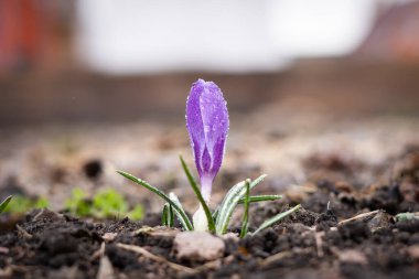 Parlak mor renkli doymuş çiçek yağmur damlaları toprakta yetişir.