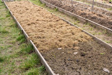 Malç kaplamasından önce ve sonra bir yatak. Tarım ve bahçıvanlıkta kuru çimlerin yeniden kullanımı