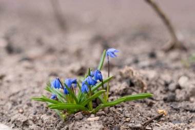 Toprakta büyüyen parlak mavi renkli BlueBell.