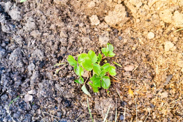 草莓幼苗生长在自家的花园里 — 图库照片