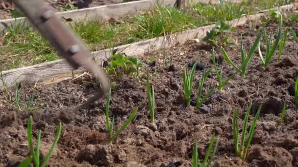 Догляд за садовими грядками навесні, оранка грунту плоским різаком — стокове відео