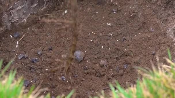 Probando una plántula de árbol en un agujero excavado especialmente — Vídeos de Stock