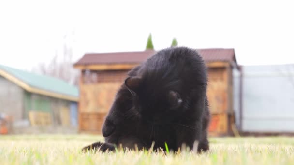 Hermosa regordeta gato negro lame sus labios en la hierba en la calle de cerca — Vídeos de Stock