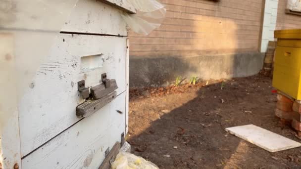 Les abeilles se réveillent après l'hiver et sortent de la ruche — Video