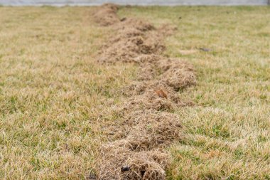 Kışın baharda baharda çim bakımı. Çimleri tırmıkla havalandırmak