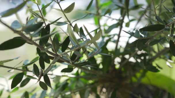 Hay una planta de olivo en el alféizar de la ventana. Levantar una rama con hojas. — Vídeos de Stock